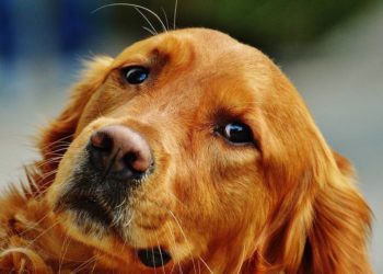 Quel âge pour faire confirmer son chien ?