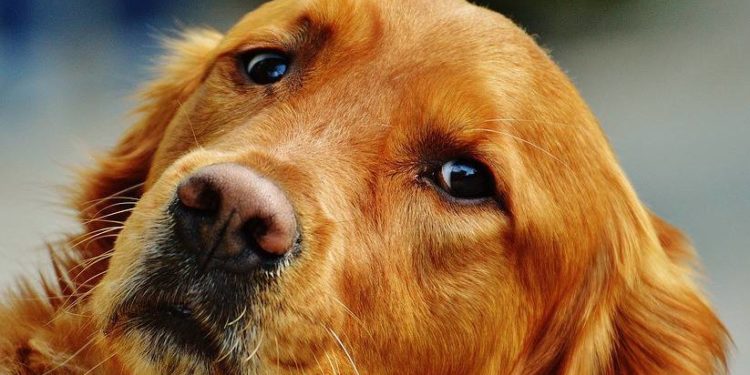 Quel âge pour faire confirmer son chien ?