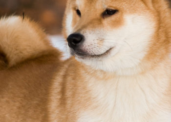 Quel est le prix d'un Shiba au Japon ?