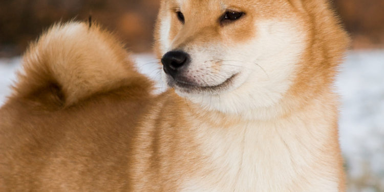 Quel est le prix d'un Shiba au Japon ?