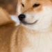 Quel est le prix d'un Shiba au Japon ?
