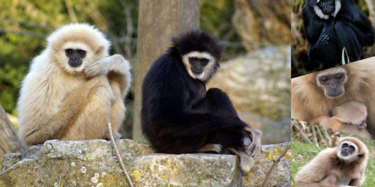 Quelles sont les races de singes ?