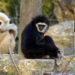 Quelles sont les races de singes ?