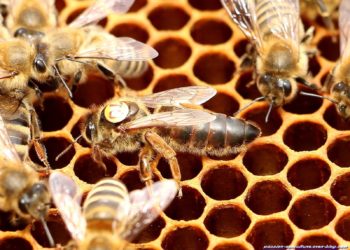Comment la reine des abeilles pond ?