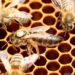 Comment la reine des abeilles pond ?