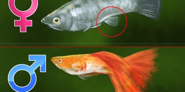Comment savoir si le poisson rouge est enceinte ?