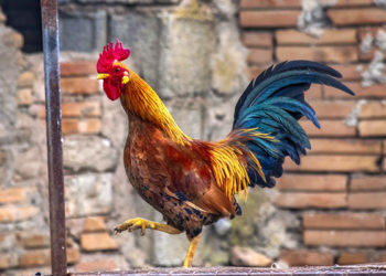 Pourquoi le coq monté sur la poule ?