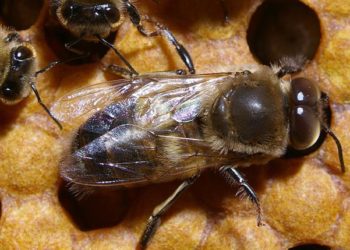 Qui est le mâle de l'abeille ?