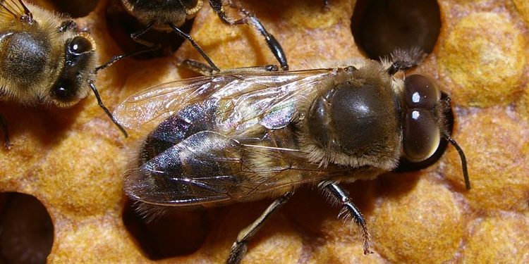 Qui est le mâle de l'abeille ?