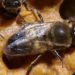Qui est le mâle de l'abeille ?