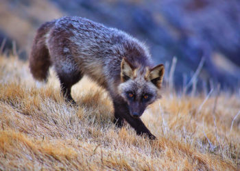 Où vit le renard gris ?