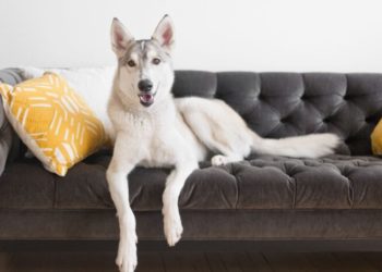 Comment traiter la dysplasie chez le chien ?