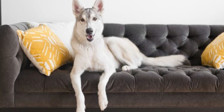 Comment traiter la dysplasie chez le chien ?