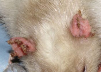 Quel animal transmet la gale ?