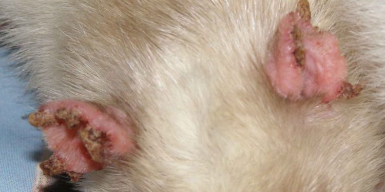 Quel animal transmet la gale ?