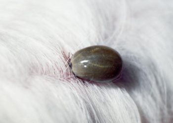 Est-ce que les chiens peuvent transmettre des maladies ?