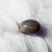 Est-ce que les chiens peuvent transmettre des maladies ?