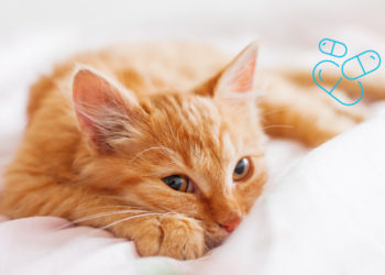 Comment savoir si il faut vermifuger son chat ?