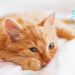 Comment savoir si il faut vermifuger son chat ?