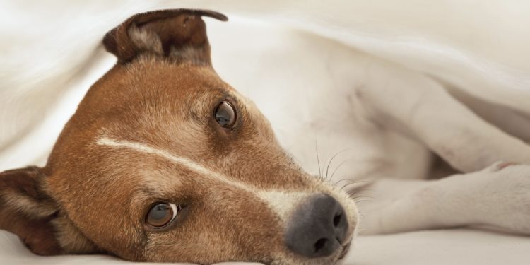 Comment savoir si des chiens se sont accouplés ?