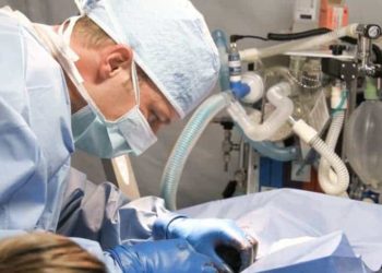 Est-ce qu'après la stérilisation Un chien femelle a encore ses règles ?