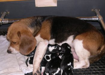 Comment accelerer la mise bas d'une chienne ?