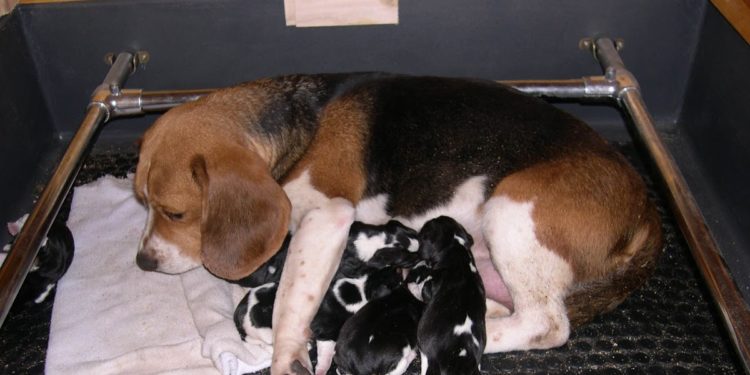 Comment accelerer la mise bas d'une chienne ?