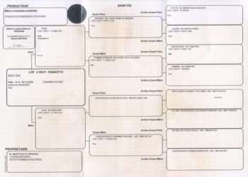 Comment savoir si un chien est inscrit au LOF ?