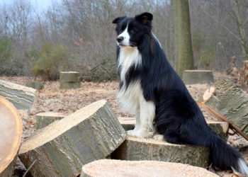 Est-ce que le Border Collie est gentil ?