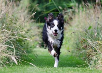 Quels sont les besoins d'un Border Collie ?