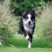 Quels sont les besoins d'un Border Collie ?