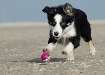 Comment éduquer un chiot Border Collie ?