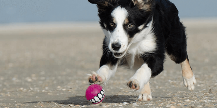 Comment éduquer un chiot Border Collie ?