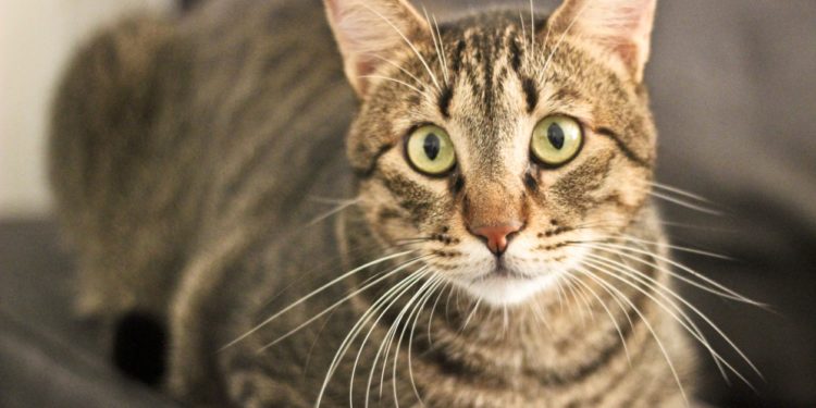 Comment connaître l'âge d'un écureuil ?