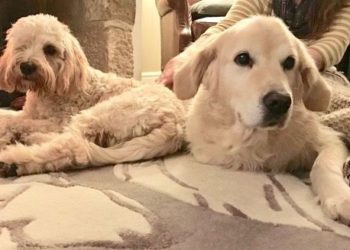 Comment bien éduquer un berger d'Anatolie ?