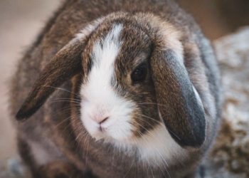 Pourquoi lapin bélier ?