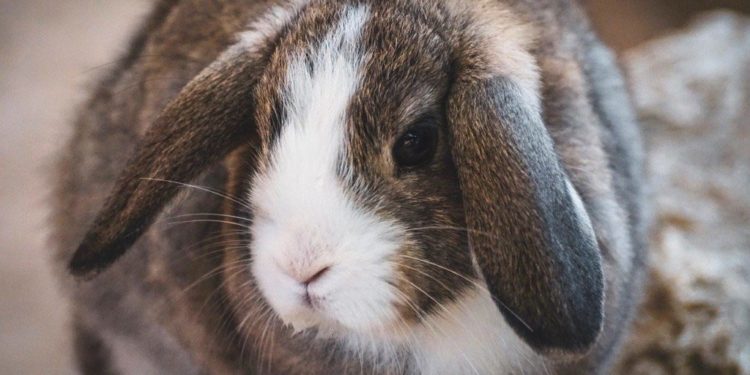 Pourquoi lapin bélier ?