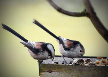 Pourquoi les oisillons mésanges meurent ?