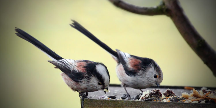 Pourquoi les oisillons mésanges meurent ?