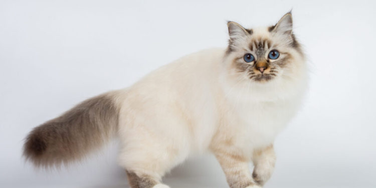 Quel est le caractère du Sacré de Birmanie ?