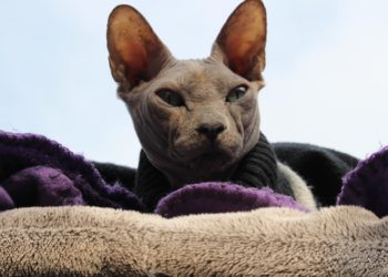 Comment prendre soin d'un chat Sphynx ?