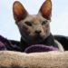 Comment prendre soin d'un chat Sphynx ?