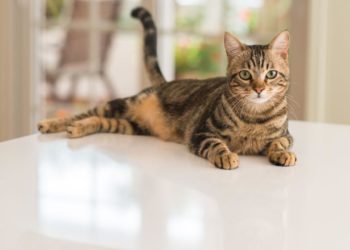 Pourquoi un chat change de maison ?