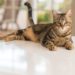 Pourquoi un chat change de maison ?