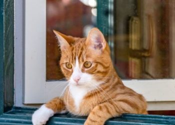 Pourquoi un chat refuse de sortir ?