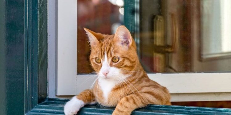 Pourquoi un chat refuse de sortir ?