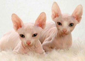 Quel est le caractère du chat Sphynx ?