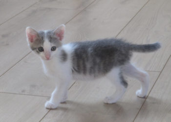 Comment faire avec un chaton de 2 mois ?