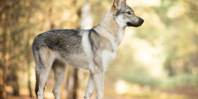 Est-ce que le Chien-loup est fertile ?