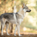 Est-ce que le Chien-loup est fertile ?